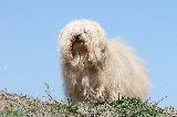 BICHON HAVANAIS - HAVANESE